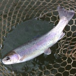 すれていない魚を探せ！ 大安トラウトレイク